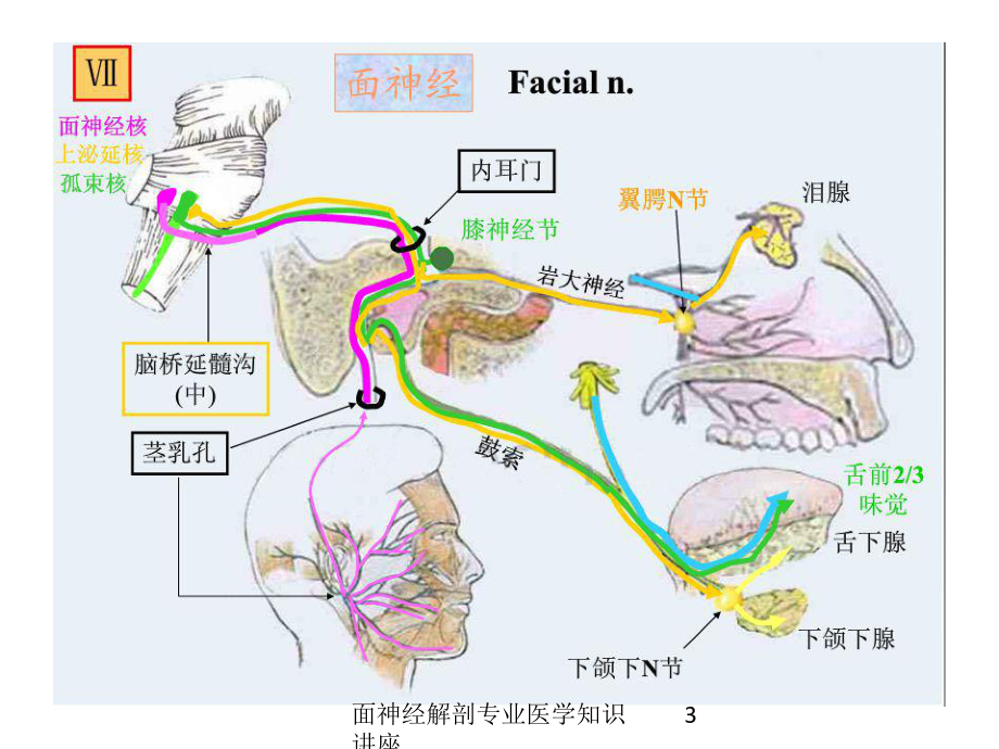 面神经解剖专业医学知识讲座培训课件.ppt_第3页