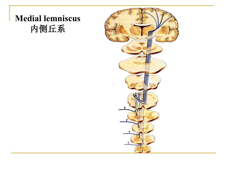 神经传导路课件.ppt_第2页