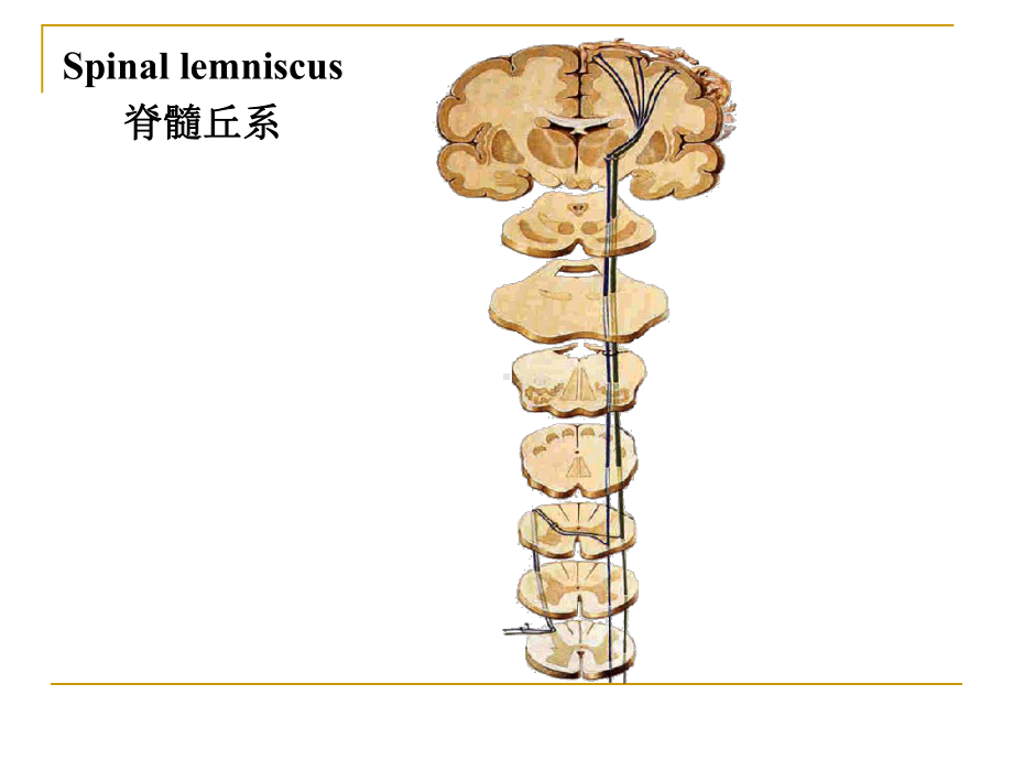 神经传导路课件.ppt_第3页