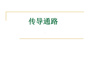 神经传导路课件.ppt