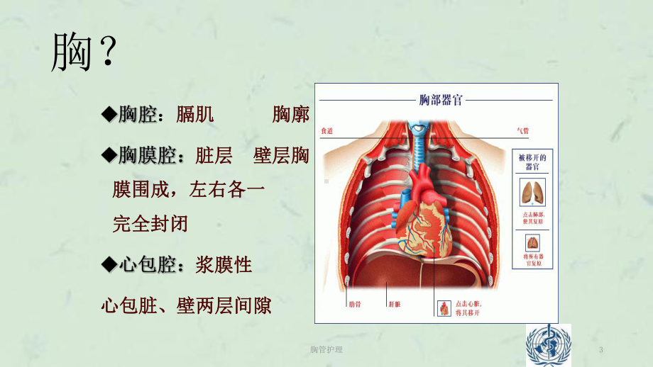 胸管护理课件.ppt_第3页