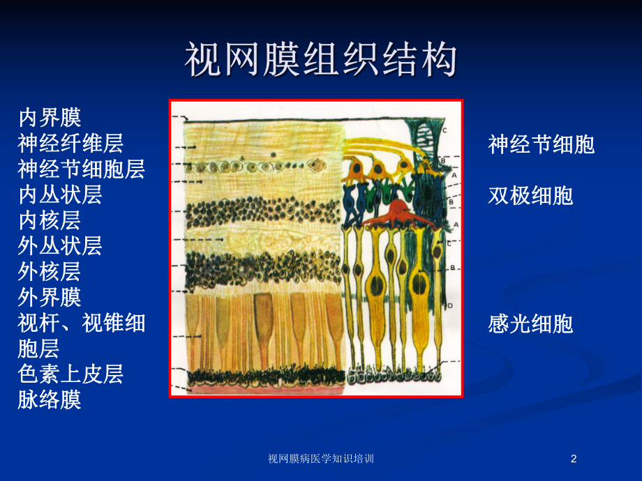 视网膜病医学知识培训培训课件.ppt_第2页