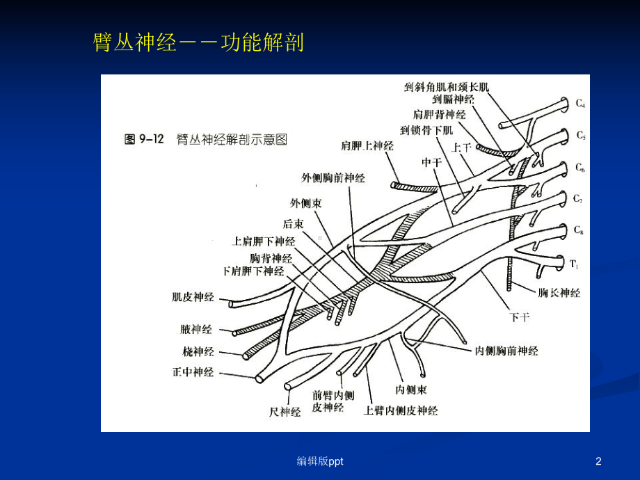 臂丛神经损伤的诊断医学课件.ppt_第2页