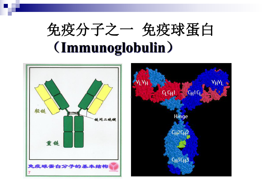 微生物学与免疫学-11免疫分子课件.ppt_第2页