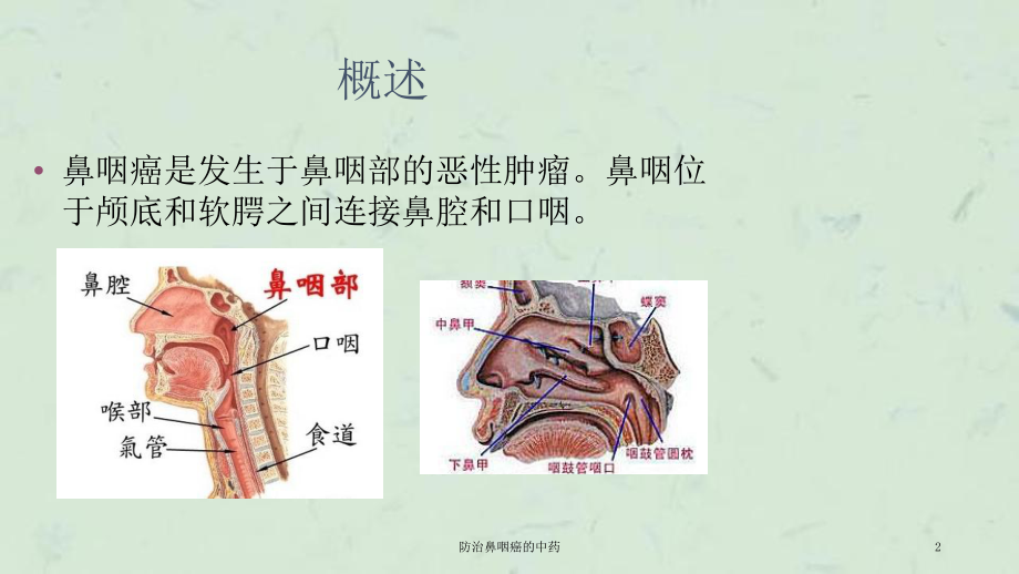 防治鼻咽癌的中药课件.ppt_第2页