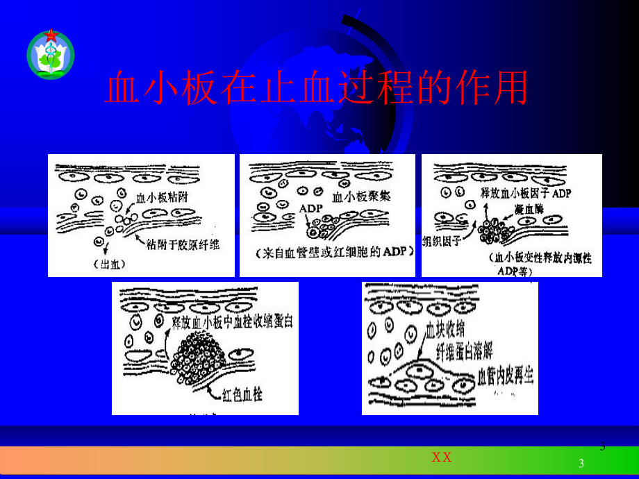 血小板功能课件.ppt_第3页