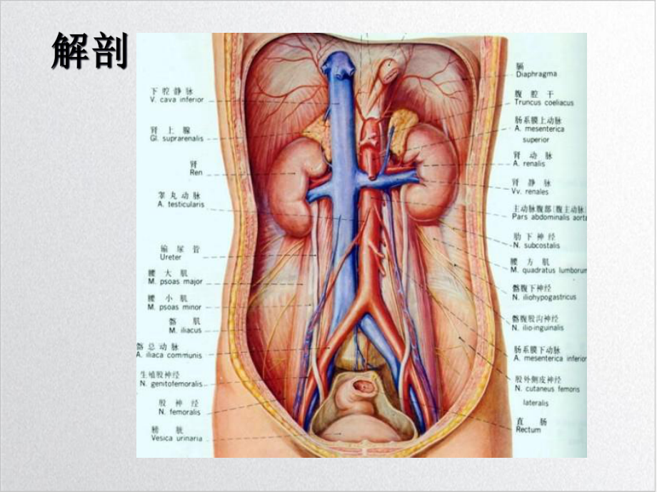 肾上腺疾病超声诊断培训讲义课件.ppt_第3页