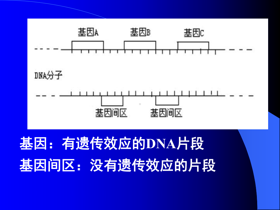 必修2人教版-第四章第一节-基因指导蛋白质的合成(34张)课件.ppt_第2页