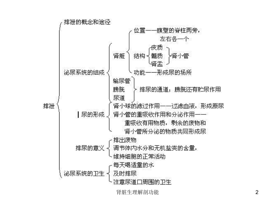 肾脏生理解剖功能课件.ppt_第2页