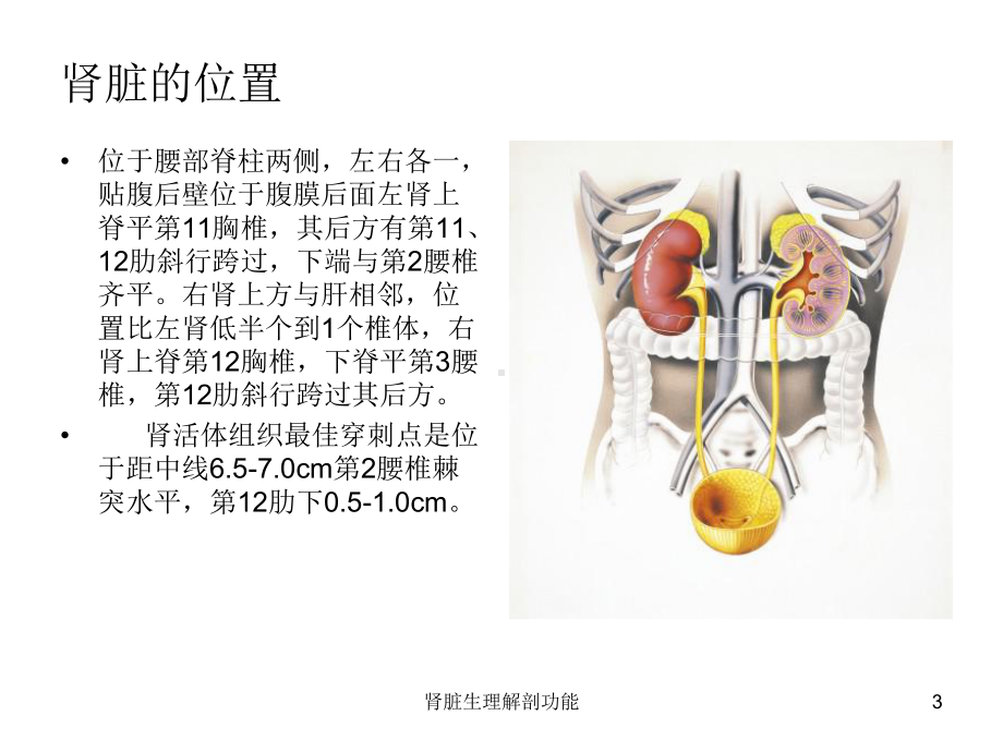 肾脏生理解剖功能课件.ppt_第3页