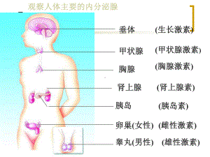 人体的神经调节1课件.ppt