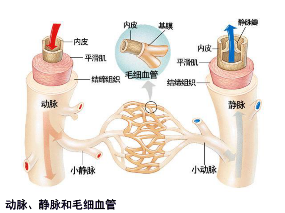 血管结构与组成组图课件.ppt_第3页