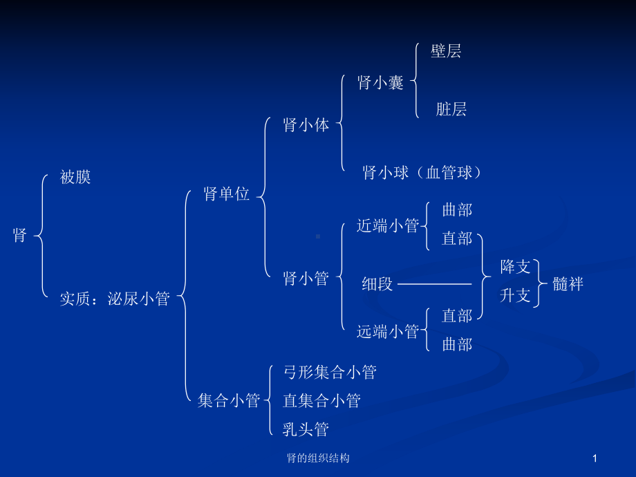 肾的组织结构课件.ppt_第1页