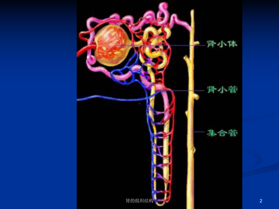 肾的组织结构课件.ppt_第2页