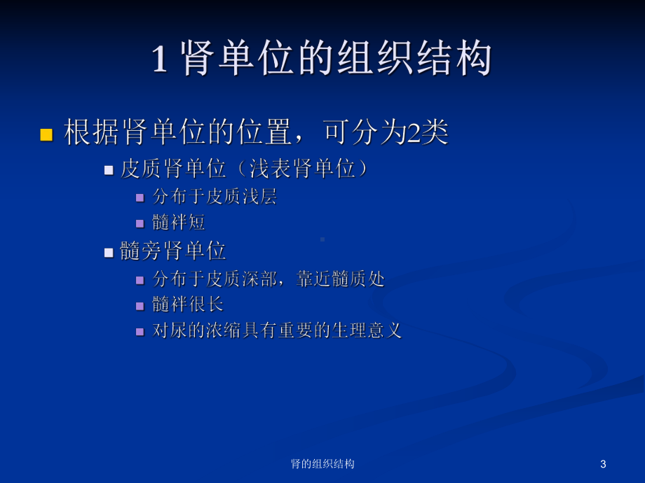 肾的组织结构课件.ppt_第3页