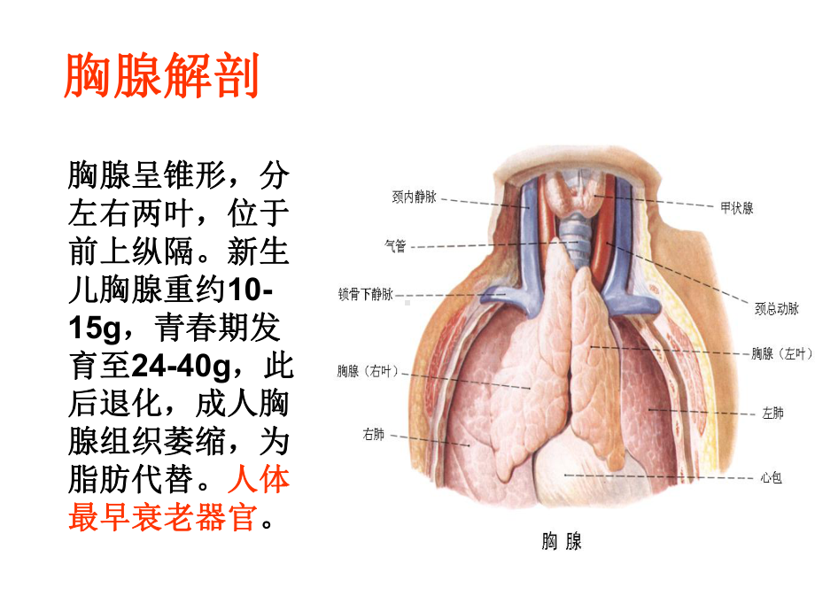 胸腺病理学课件.pptx_第2页