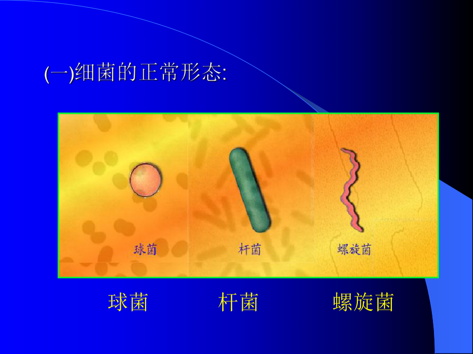 第1章原核微生物的形态和构造课件.ppt_第3页