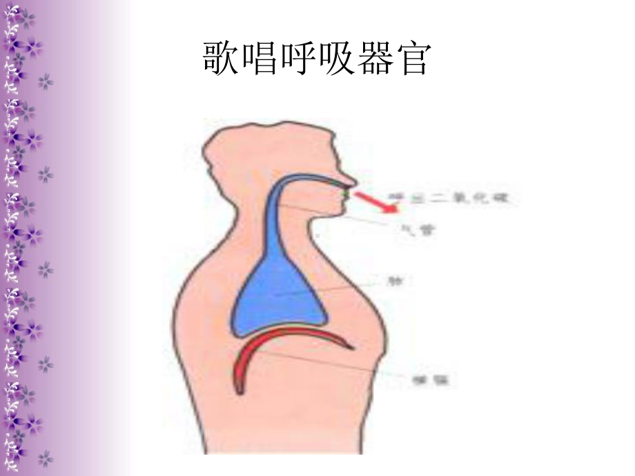 歌唱的呼吸器官与运用（-）（-）分解课件.ppt_第2页