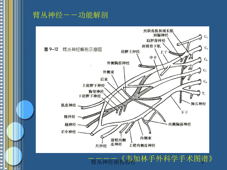 臂丛神经损伤诊疗培训课件.ppt_第2页