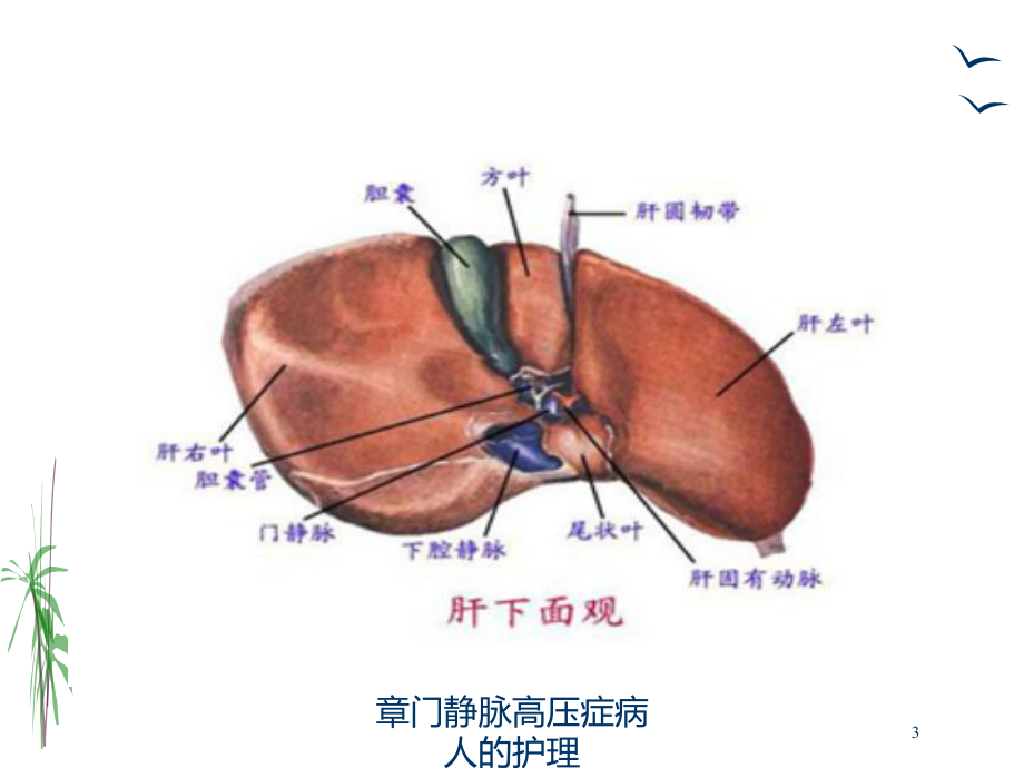 静脉高压症病人的护理培训课件.ppt_第3页