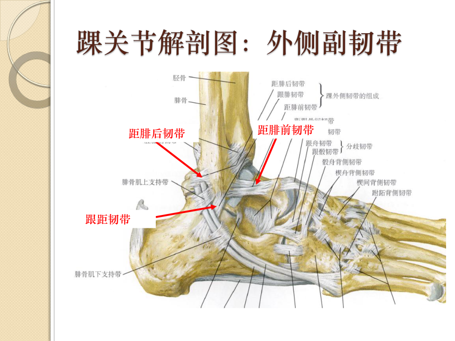 踝关节骨折分型课件.pptx_第2页