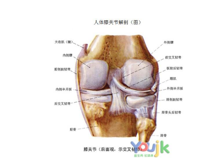 膝关节体检-课件.ppt_第2页