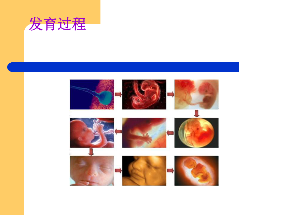 妇科B超在临床上的应用课件.ppt_第2页