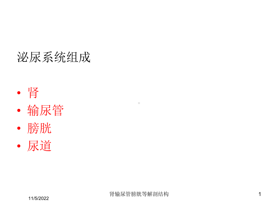 肾输尿管膀胱等解剖结构培训课件.ppt_第1页