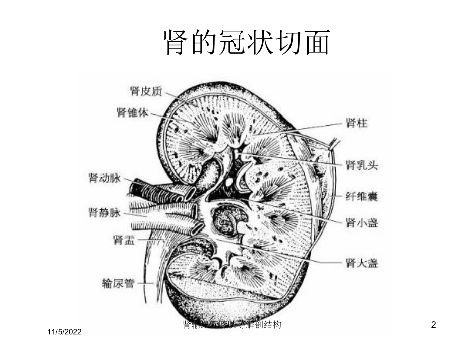 肾输尿管膀胱等解剖结构培训课件.ppt_第2页