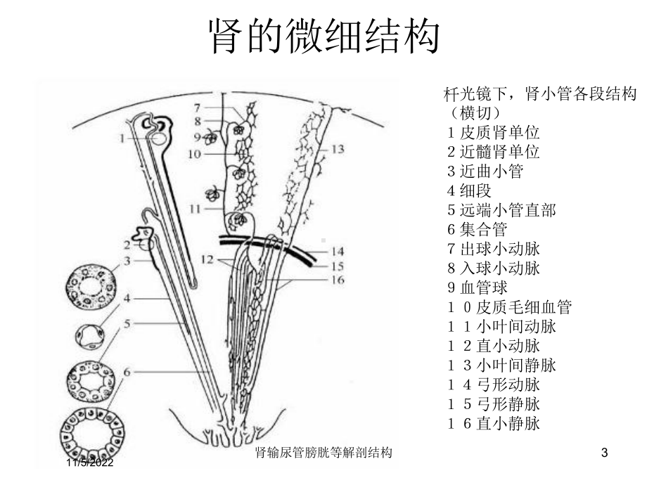 肾输尿管膀胱等解剖结构培训课件.ppt_第3页