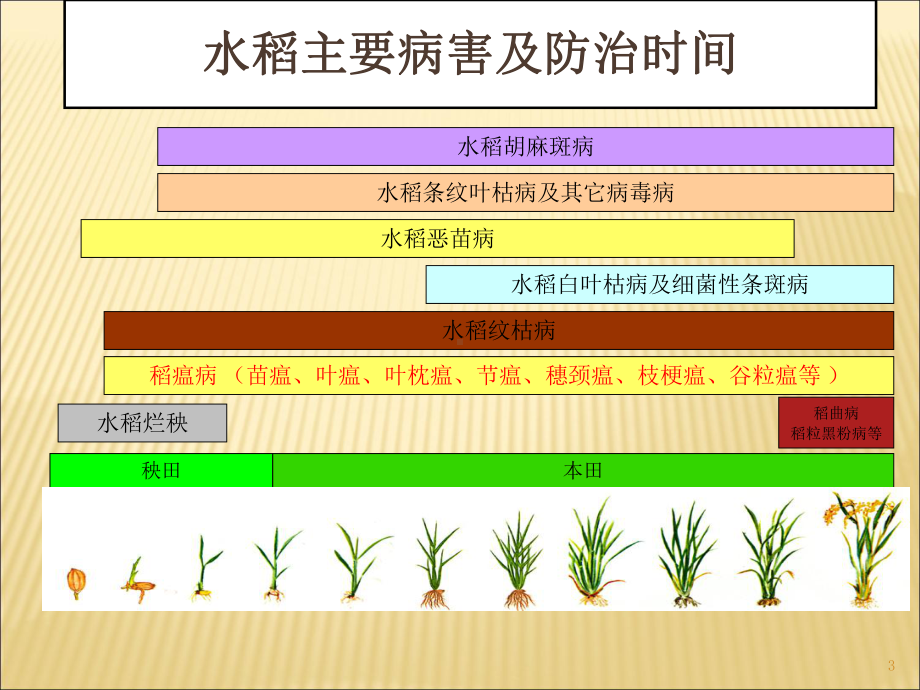 水稻纹枯病教学课件.ppt_第3页