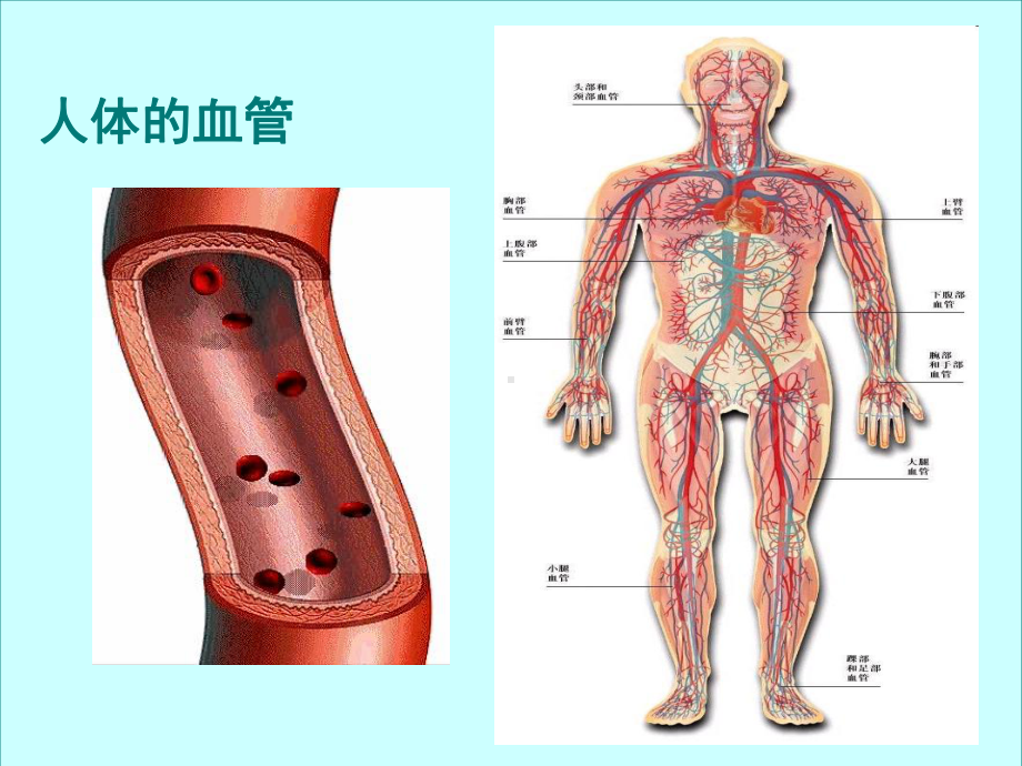 血流的管道-血管课件-13.ppt_第2页