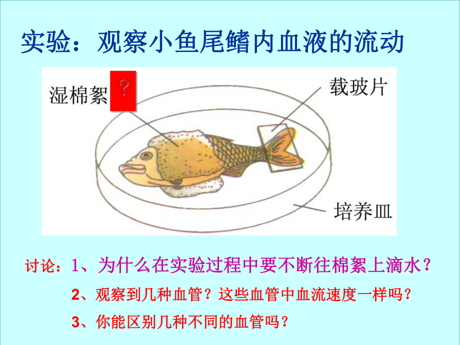 血流的管道-血管课件-13.ppt_第3页