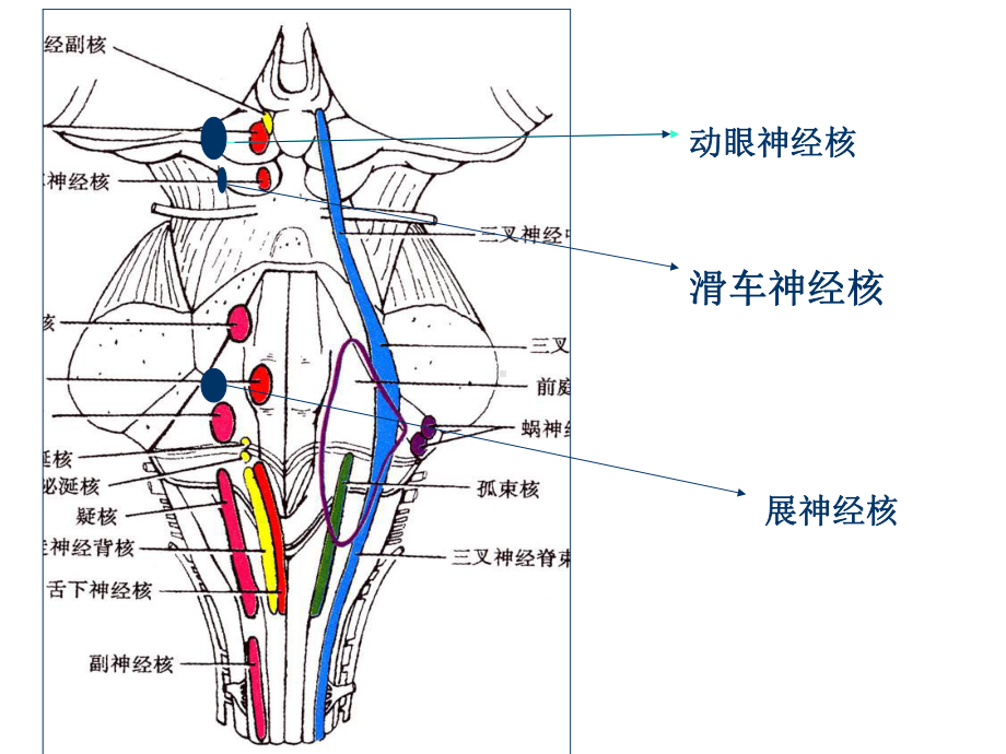 视觉障碍解剖及定位诊断课件.pptx_第3页