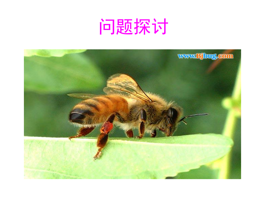 生态系统的信息传递cx课件.ppt_第2页