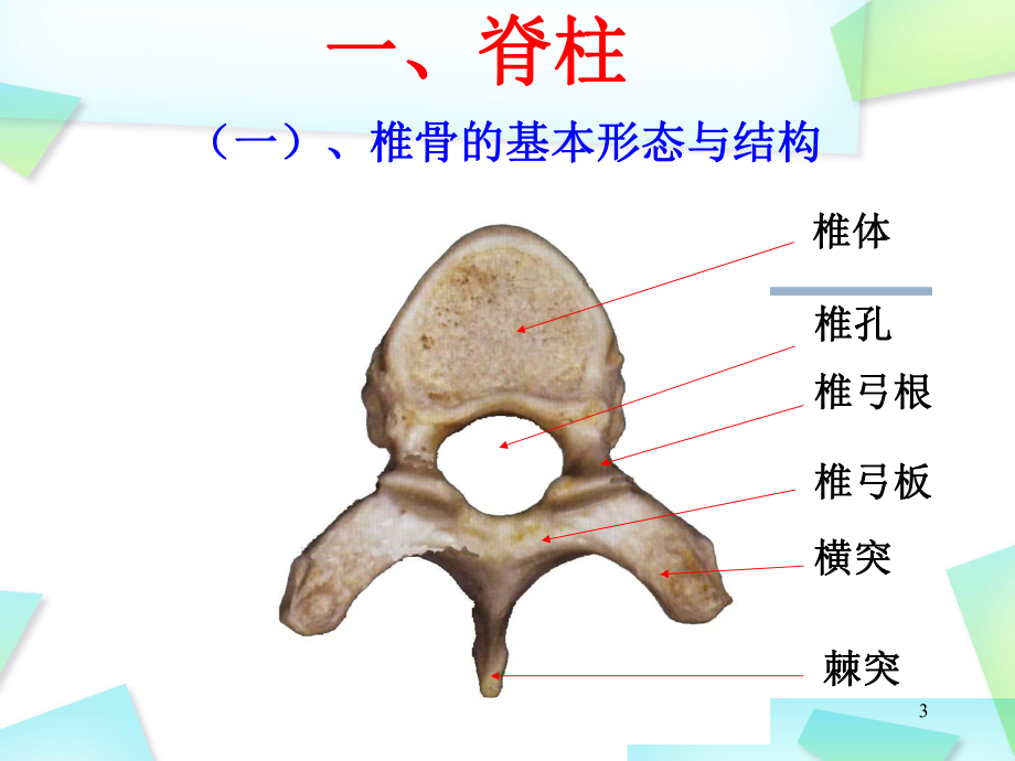 脊柱解剖图(颈胸腰椎)优质课件.ppt_第3页