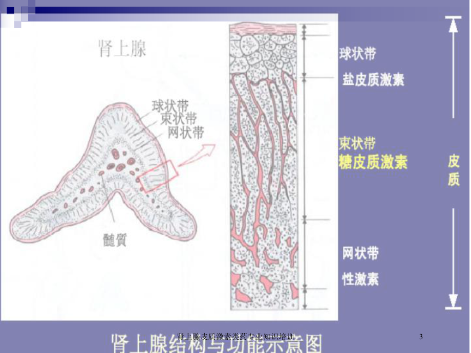 肾上腺皮质激素类药专业知识培训培训课件.ppt_第3页