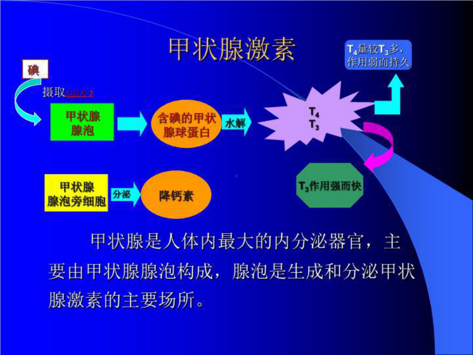 药理学-第2版36[甲状腺]-课件.ppt_第2页