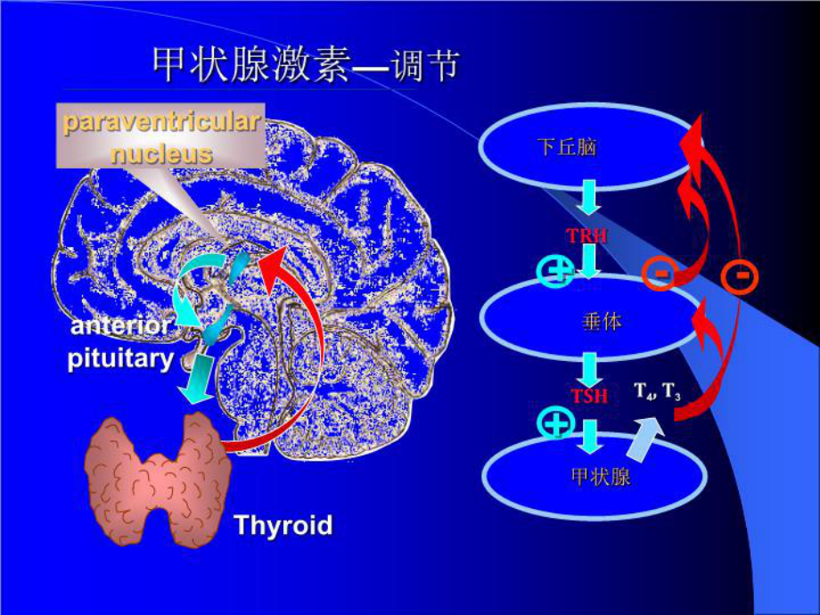 药理学-第2版36[甲状腺]-课件.ppt_第3页