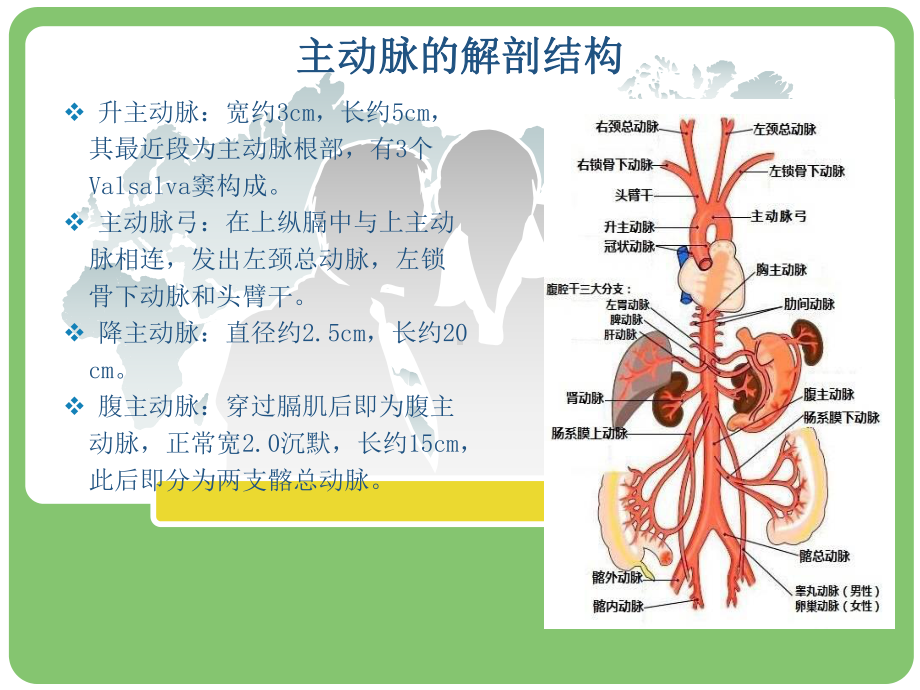 主动脉夹层的病例讨论医学课件.ppt_第2页