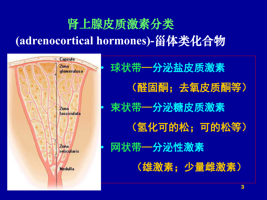 肾上腺皮质激素类药物教学课件.ppt_第3页