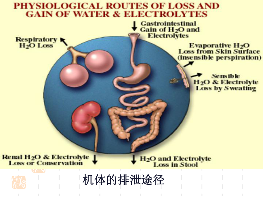 生理学排泄课件.ppt_第2页