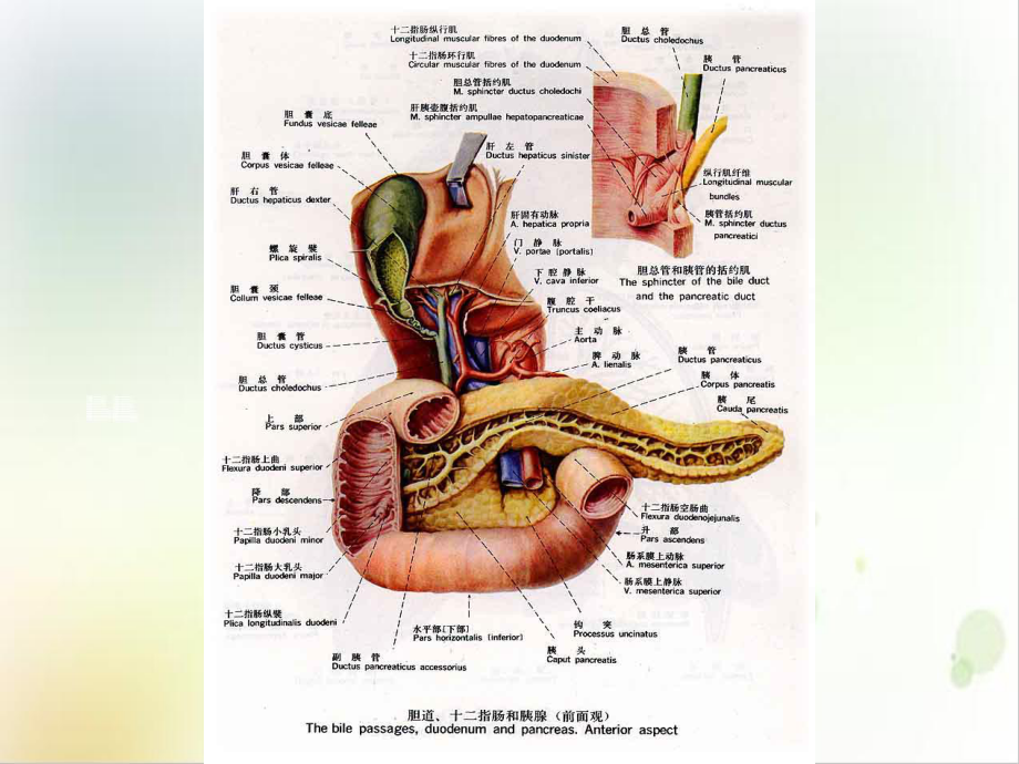胰腺疾病课件-2.ppt_第3页