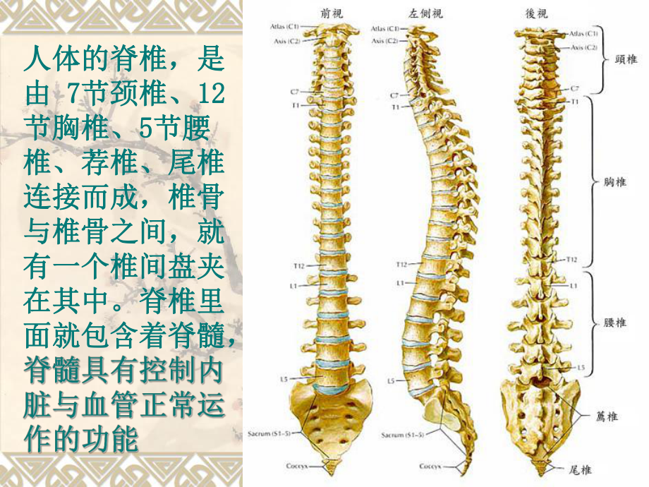 脊椎治疗教育课件汇编.ppt_第3页