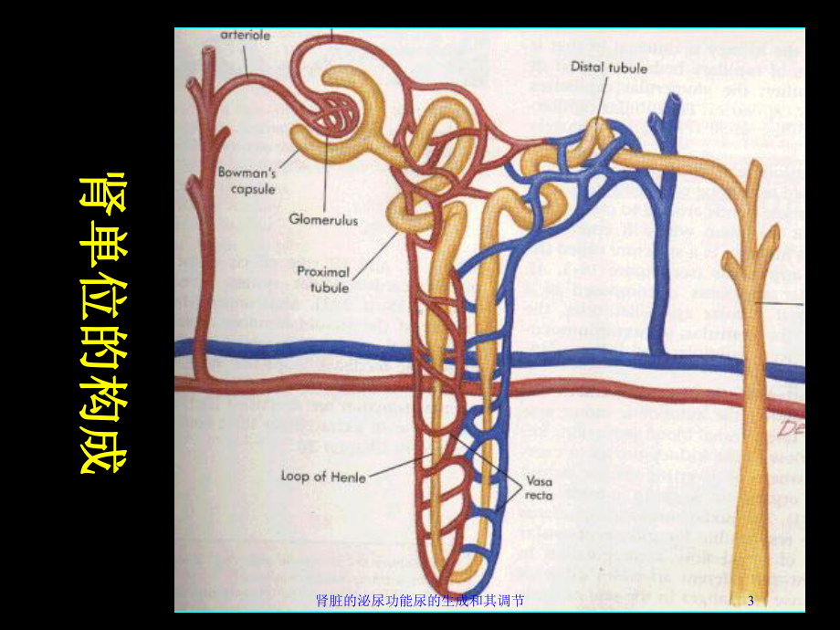 肾脏的泌尿功能尿的生成和其调节培训课件.ppt_第3页