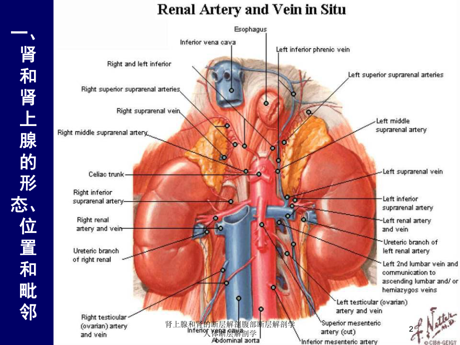 肾上腺和肾的断层解剖腹部断层解剖学人体断层解剖学培训课件.ppt_第2页