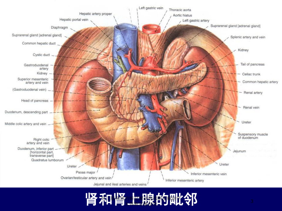 肾上腺和肾的断层解剖腹部断层解剖学人体断层解剖学培训课件.ppt_第3页