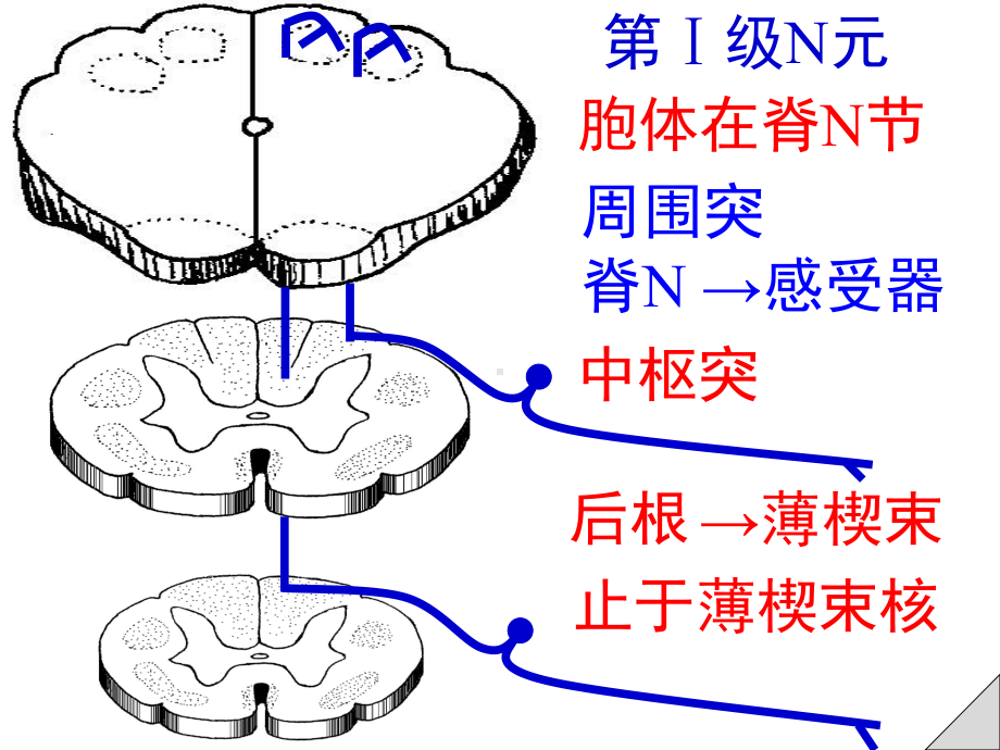 感觉运动传导通路课件.ppt_第2页