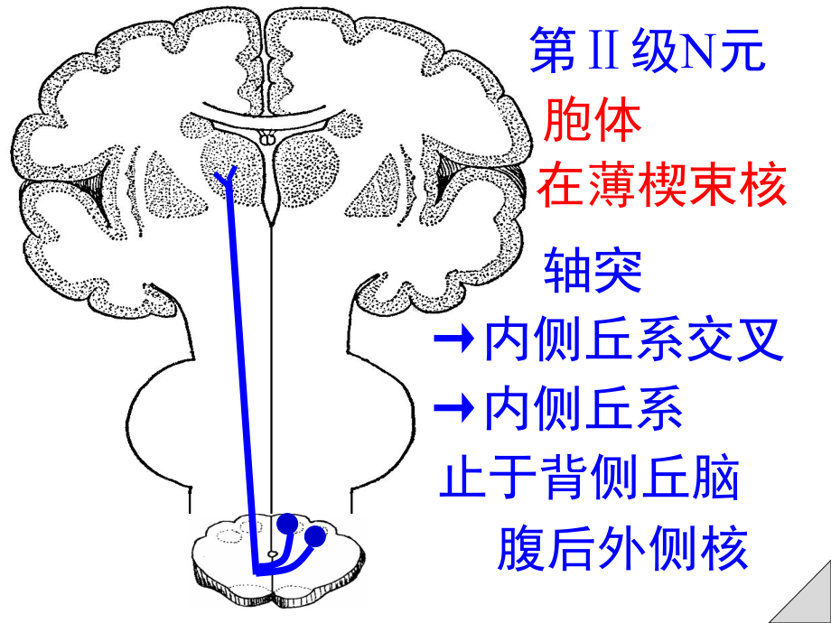 感觉运动传导通路课件.ppt_第3页