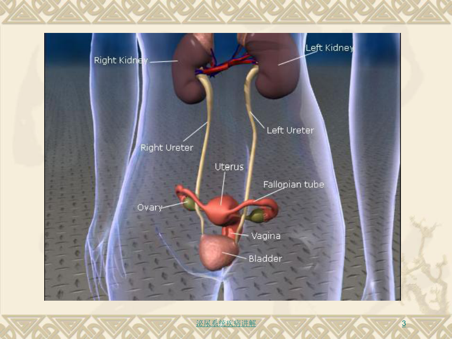 泌尿系统疾病讲解培训课件2.ppt_第3页